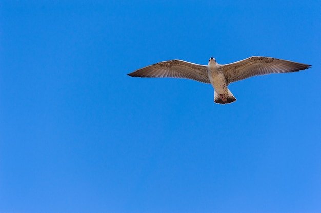 Möwe im Flug gegen den blauen Himmel