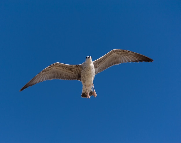 Möwe im Flug gegen den blauen Himmel