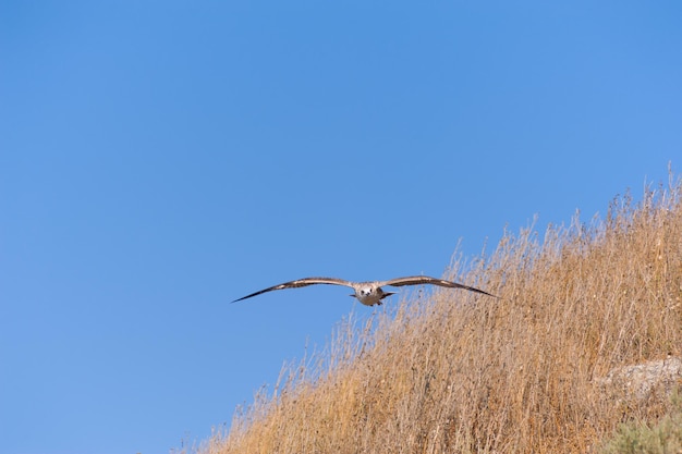 Möwe im Flug gegen den blauen Himmel