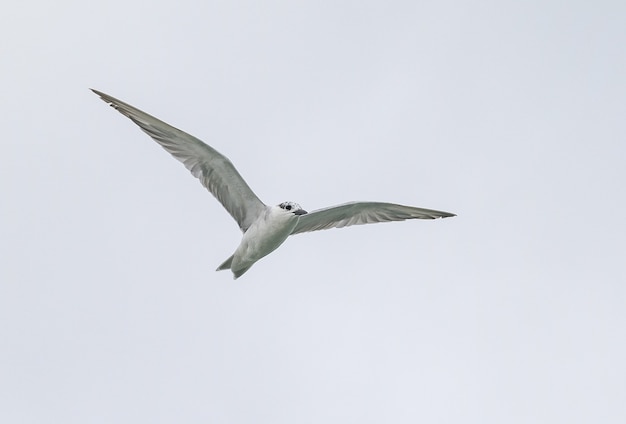 Möwe im Flug gegen den Himmel