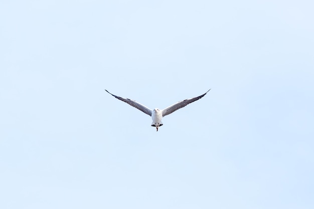 Möwe im Flug im blauen Himmel