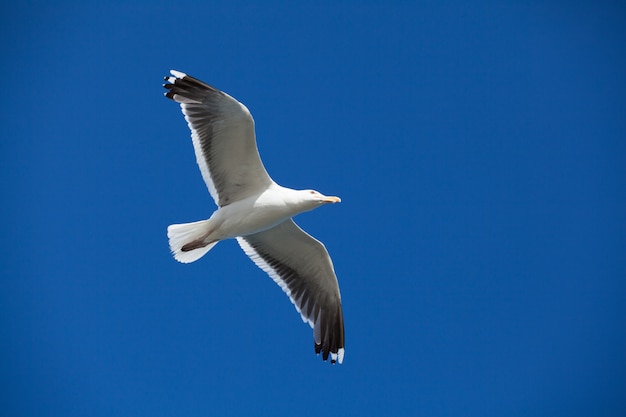 Möwe im Flug