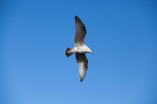 Möwe im Flug