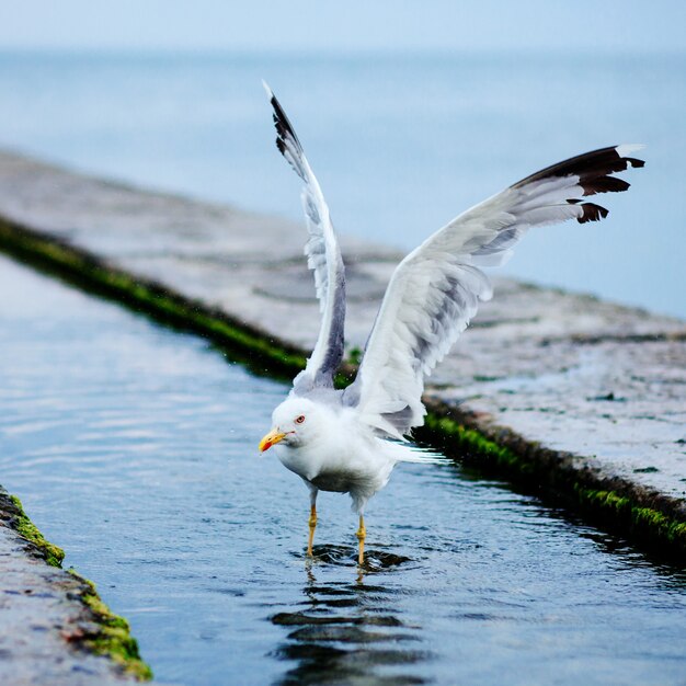 Möwe im Wasserkanal