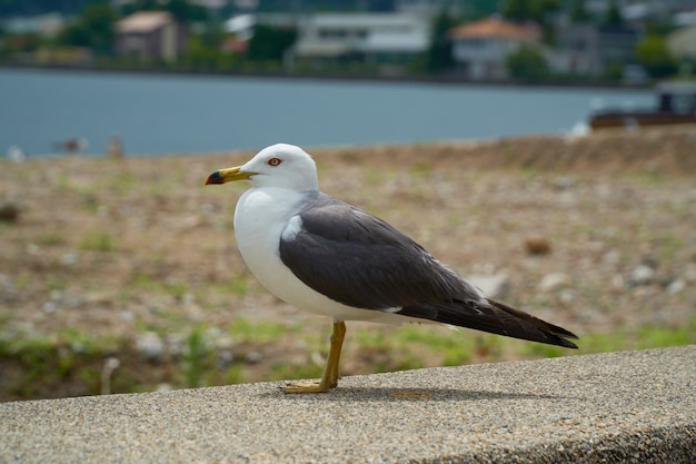 Möwe in der Nähe der Küste