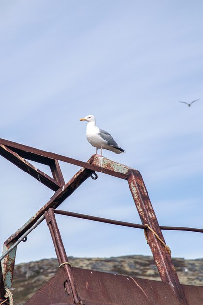 Möwe jenseits des Polarkreises