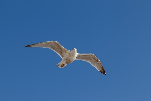 Möwe (Larus canus) im Flug bei Worthing