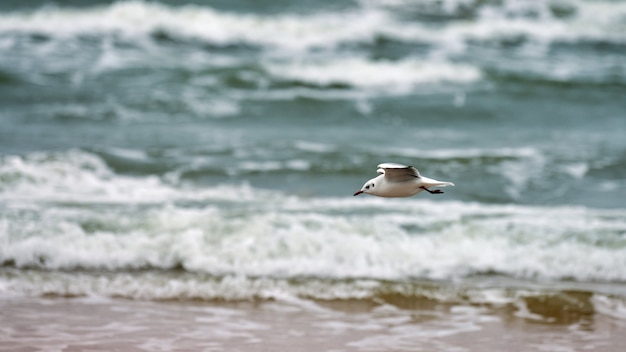 Möwe, Möwe, die über Meer fliegt. Seelandschaft des schwebenden weißen Vogels auf natürlichem blauem Wasser