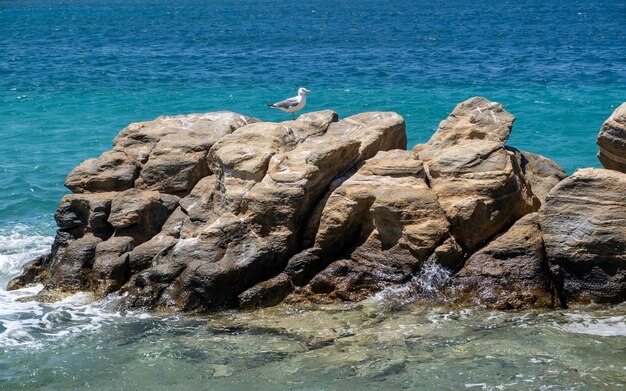 Möwe ruhen auf einem Felsen in der Nähe der Küste welliges Meer Hintergrund Ägäis griechische Insel