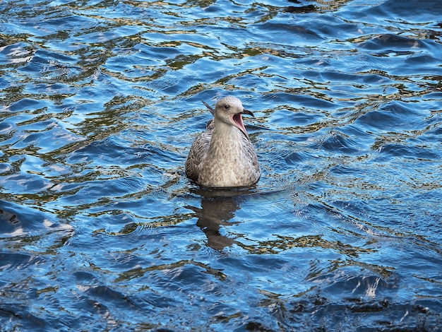 Möwe schreit auf den Wellen im blauen Wasser.