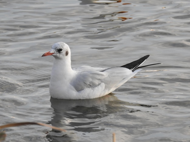 Foto möwe schwimmen im see