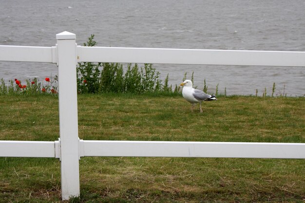 Foto möwe sitzt am wasser auf dem gras