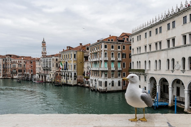 Möwe sitzt auf der Stadt gegen den Himmel