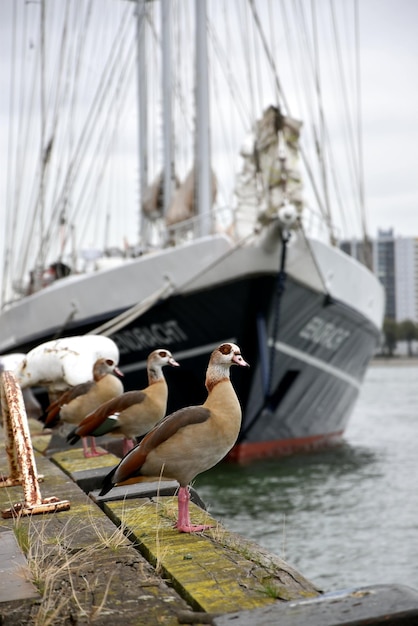 Foto möwe sitzt auf einem boot im meer