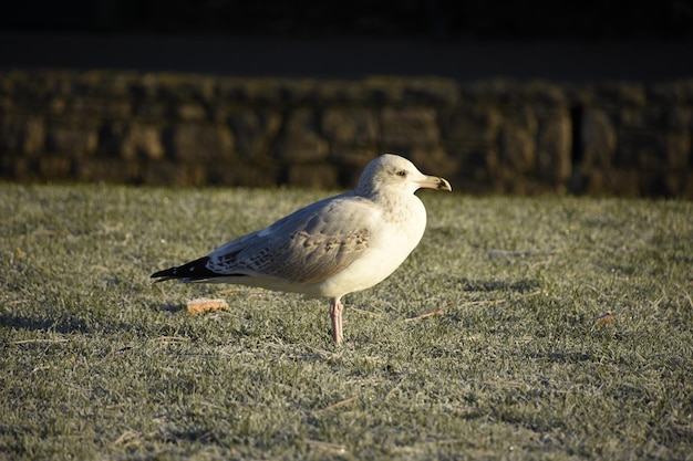 Foto möwe sitzt auf einem feld