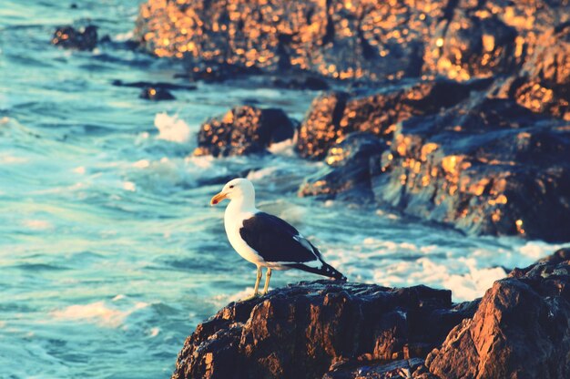 Möwe sitzt auf einem Felsen am Meer