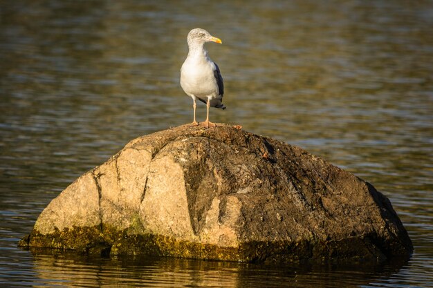 Möwe sitzt auf einem Felsen