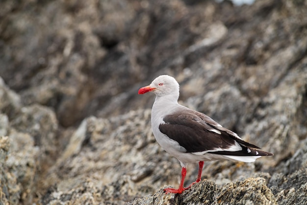 Möwe sitzt auf einem Felsen