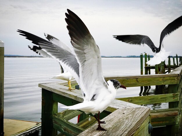 Foto möwe sitzt auf einem holzpfosten am see gegen den himmel