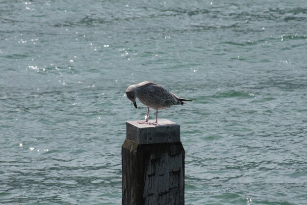 Möwe sitzt auf einem Holzpfosten im Meer