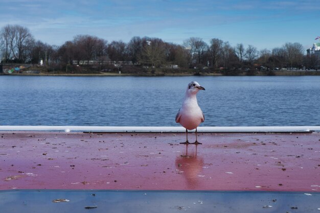 Foto möwe sitzt auf einem see