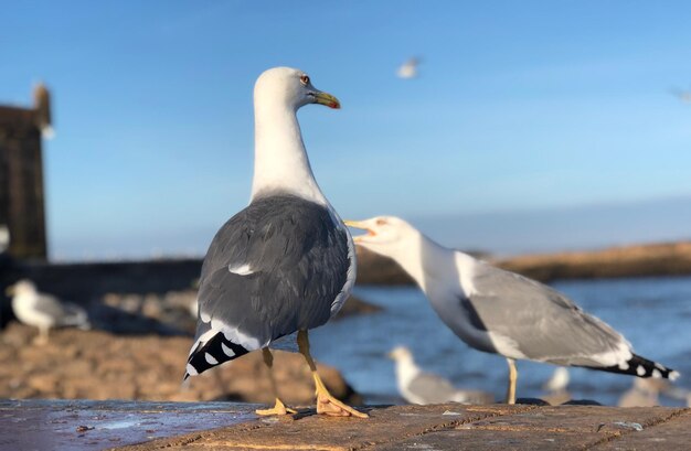 Möwe sitzt auf einem Strand