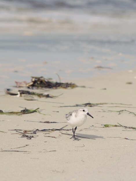 Foto möwe sitzt auf einem strand