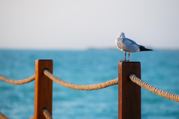 Möwe sitzt bei Sonnenuntergang auf dem Holzzaun am Strand