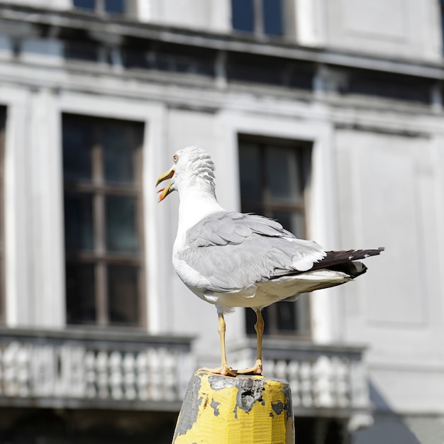 Möwe stehend auf einem Holzpfosten in Venedig, Italien