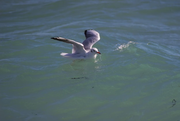 Möwe steht am Rand des Ozeans