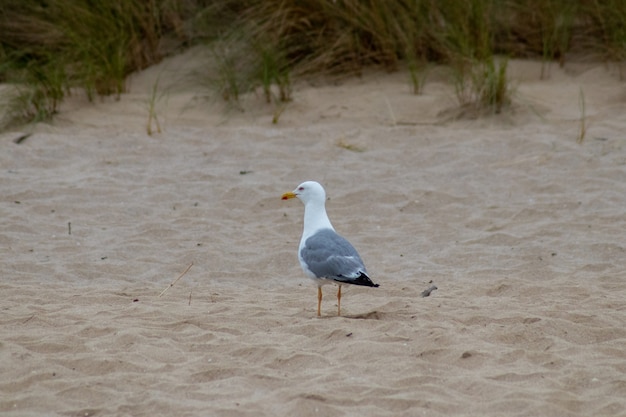 Möwe steht am Sandstrand an der Küste