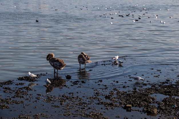 Möwe steht am Ufer am Meer