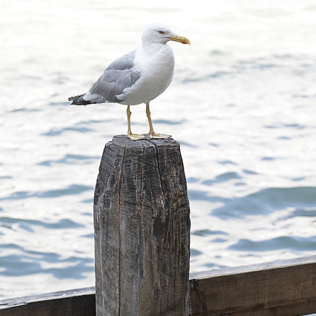 Möwe steht auf einem Holzpfosten