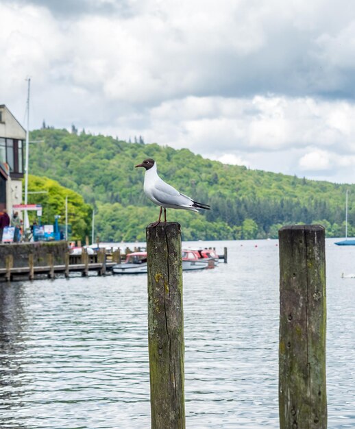 Möwe steht auf Stange