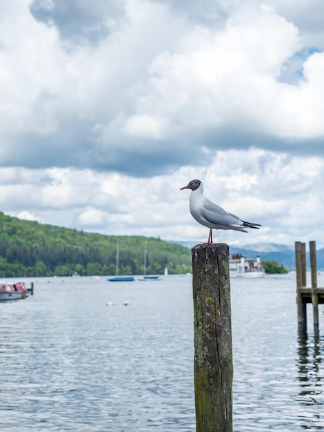 Möwe steht auf Stange