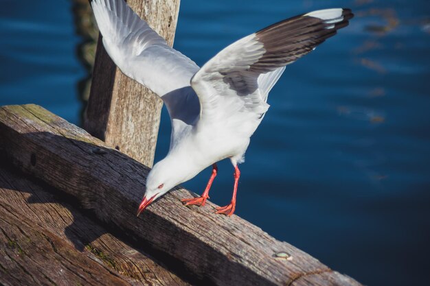 Foto möwe über dem see fliegen