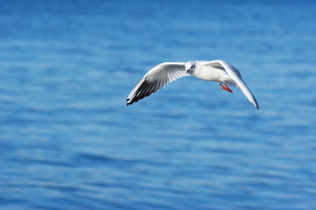 Möwe und Meer