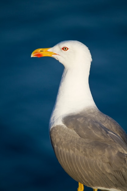 Möwe Vogel