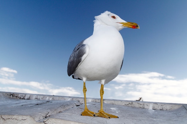 Möwe Vogel