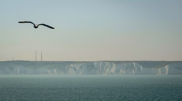 Möwe vor weißen Klippen von Dover