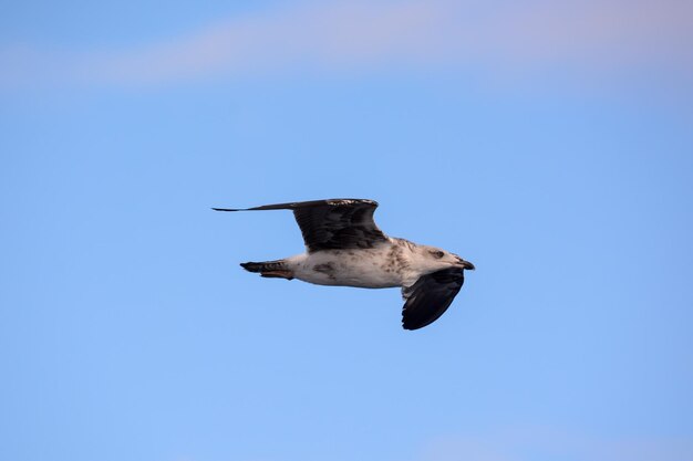 Foto möwe wasservogel tier