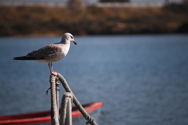 Foto möwe zwischen booten auf dem wasser