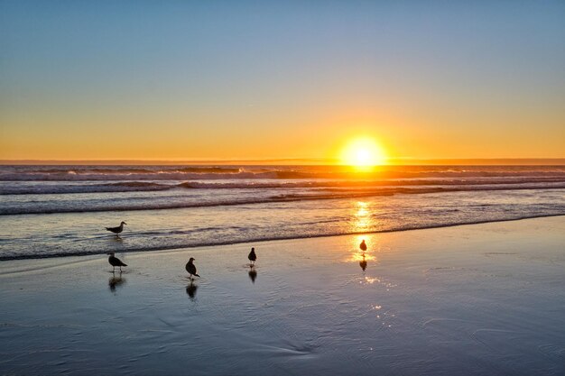 Möwen am Strand des Atlantischen Ozeans bei Sonnenuntergang mit wogenden Wellen am Strand von Fonte da Telha in Portugal