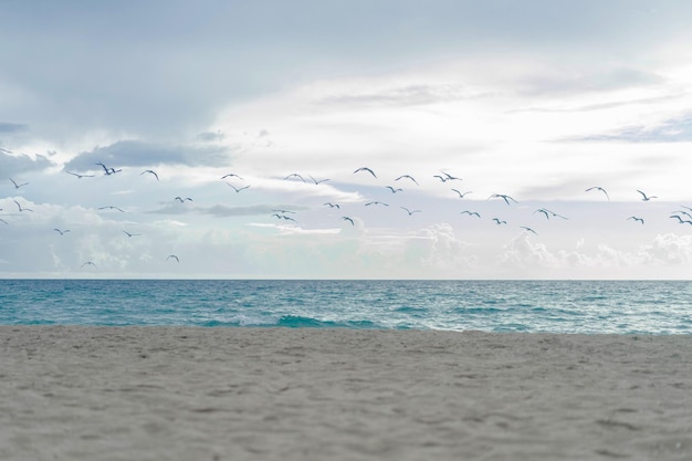 Möwen am Strand, Miami Florida USA