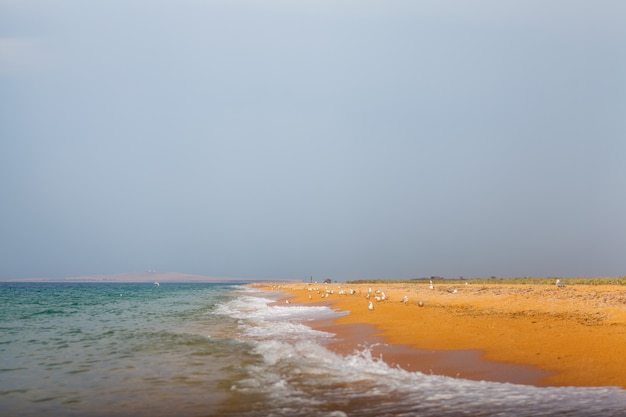 Möwen am Strand vor dem Sturm