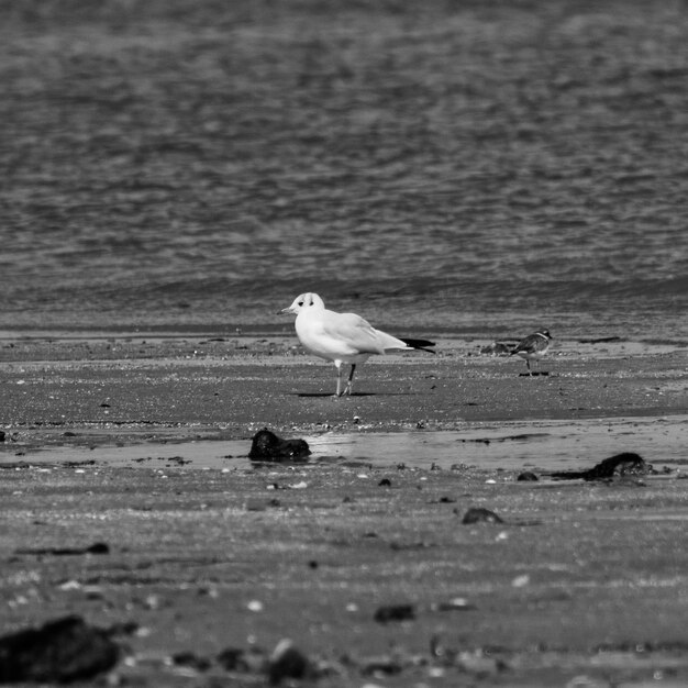 Foto möwen am strand