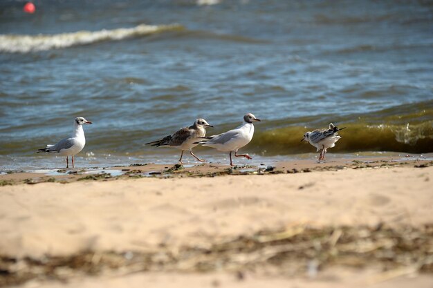 Foto möwen am strand