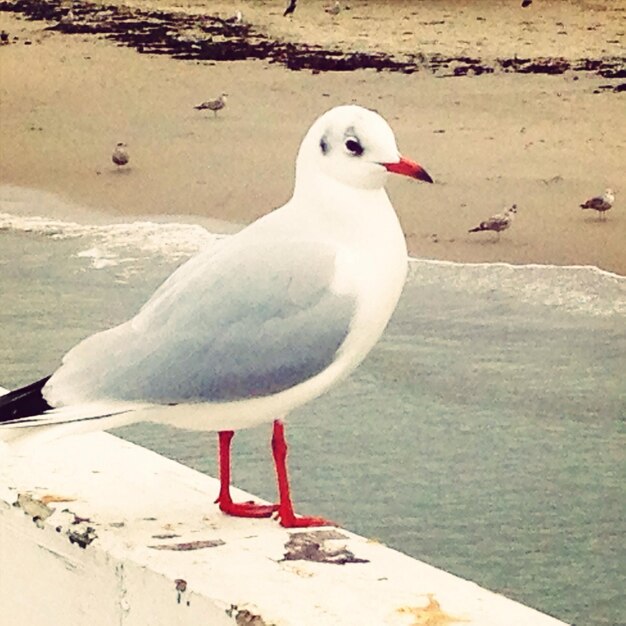 Foto möwen am strand