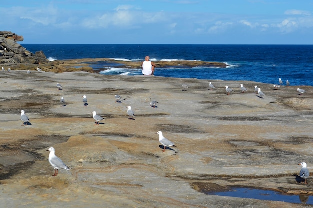 Möwen am Strand