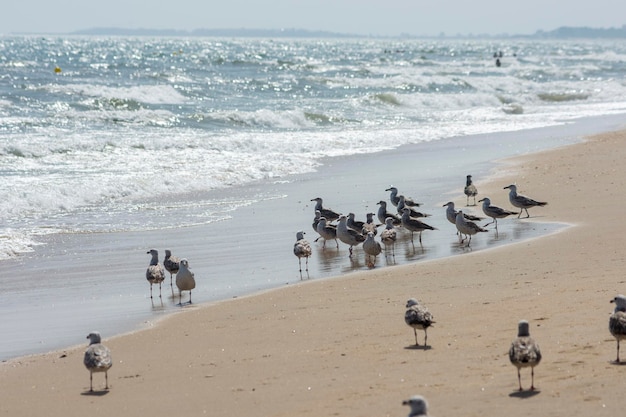 Möwen am Strand